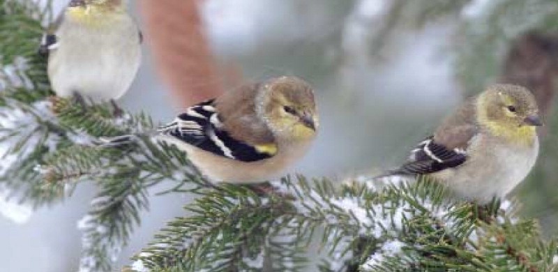 Winter Bird Feeding Advice Sweeney Feeders