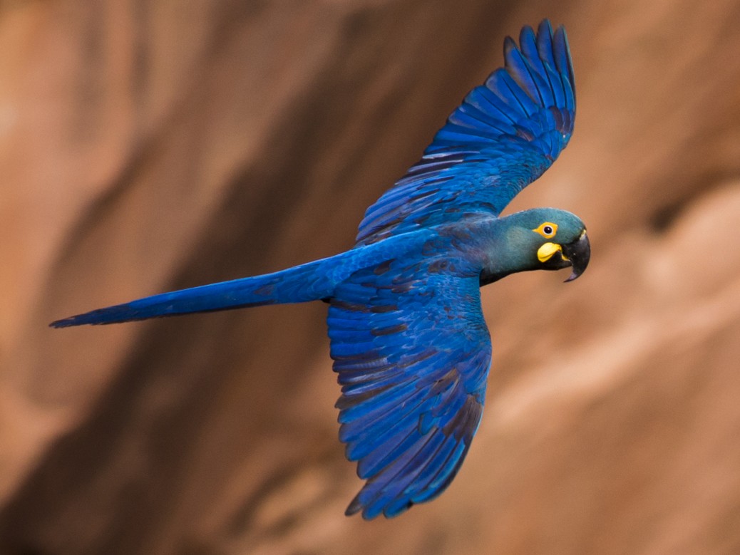 8 Of World S Most Exotic Birds By Sweeney Feeders