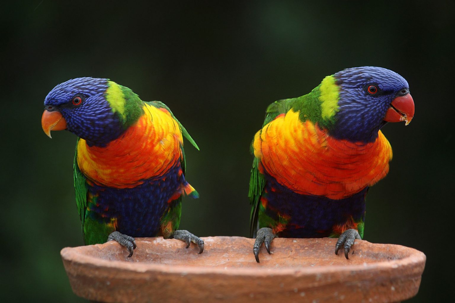 [Imagen: RainbowLorikeets-sweeney-bird-feeders-1536x1024.jpg]