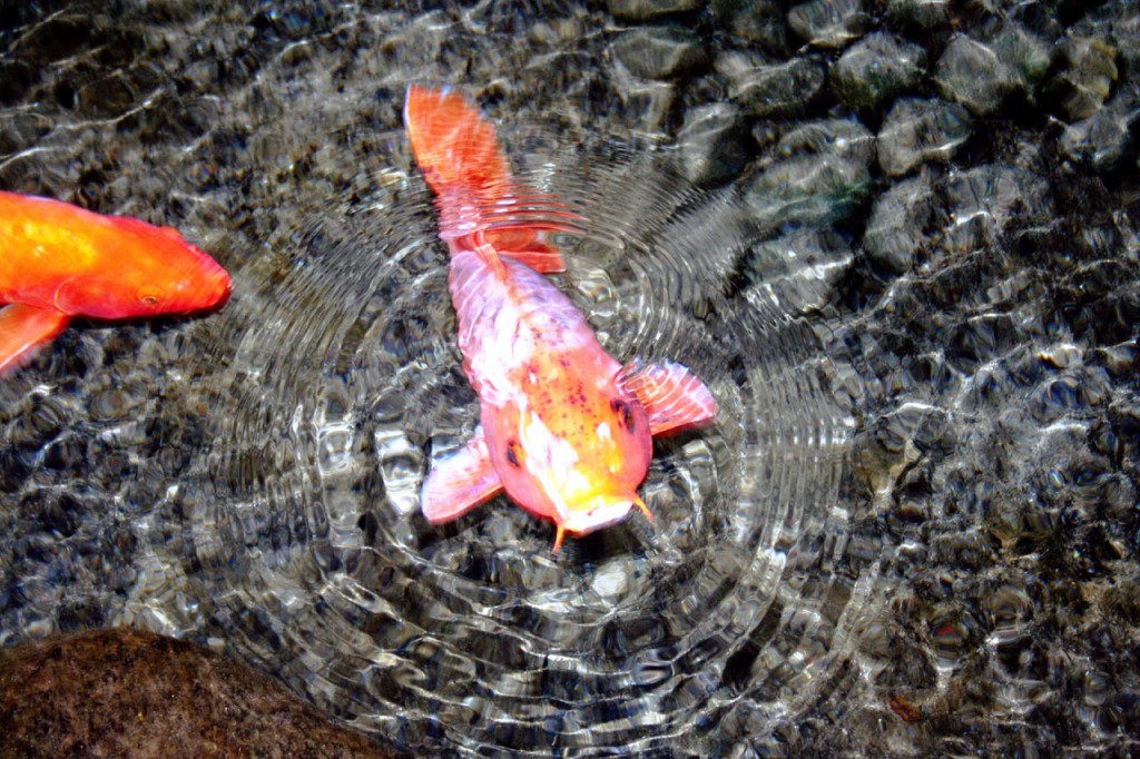 5 Facts About Koi Fish