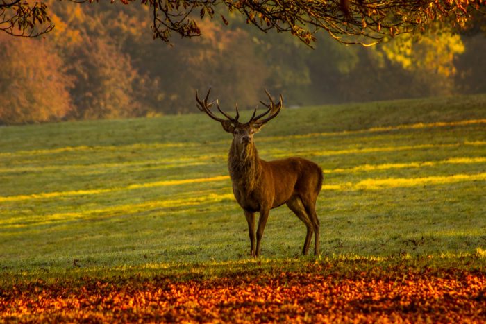 becoming-a-deer-farmer-pittsburgh-quarterly