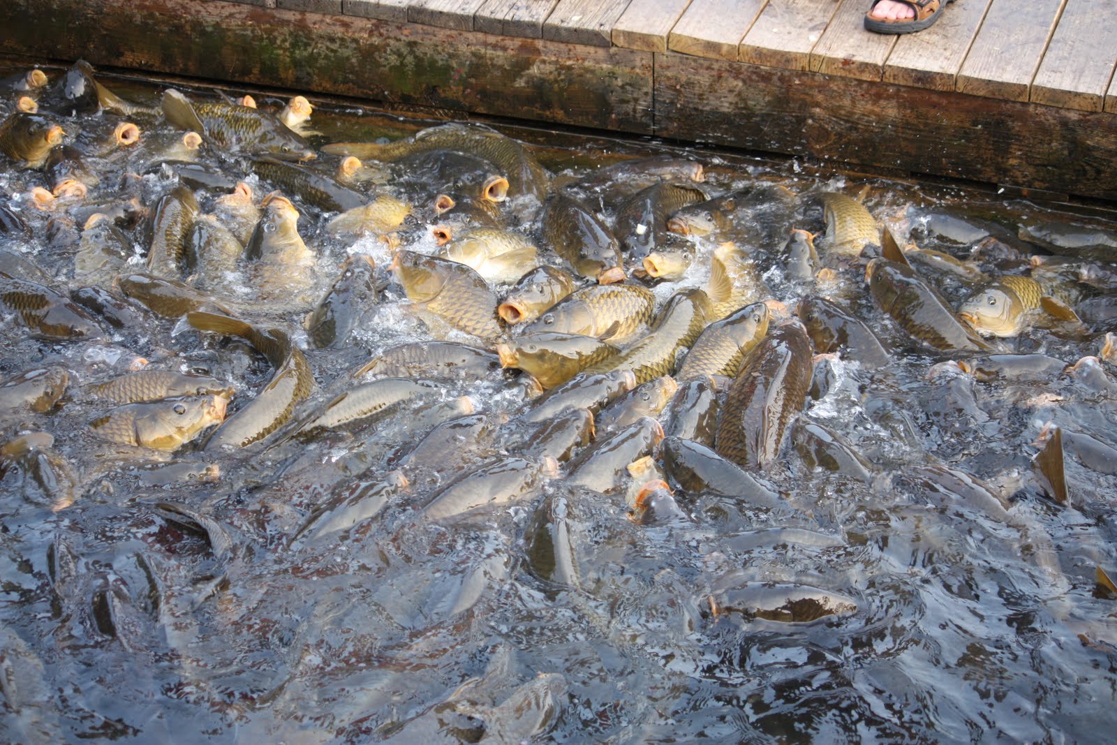 What to feed fish in a pond? Developing a feeding program for your