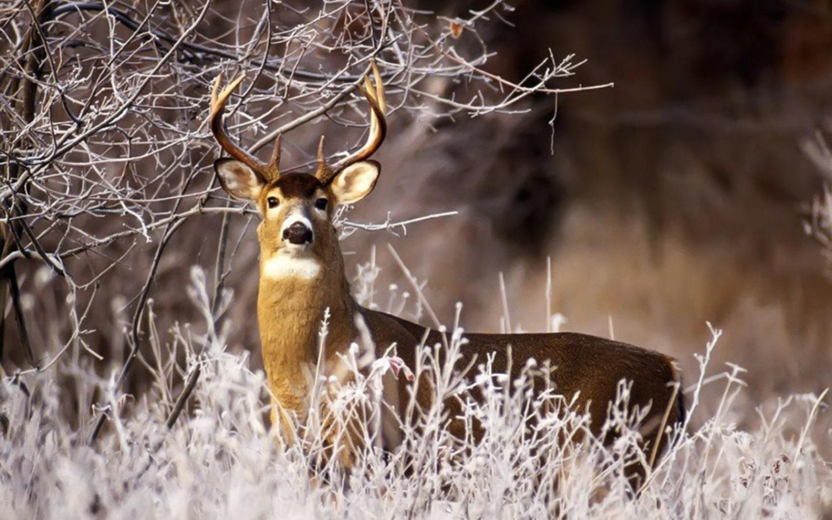Helping Your Whitetails Through Winter