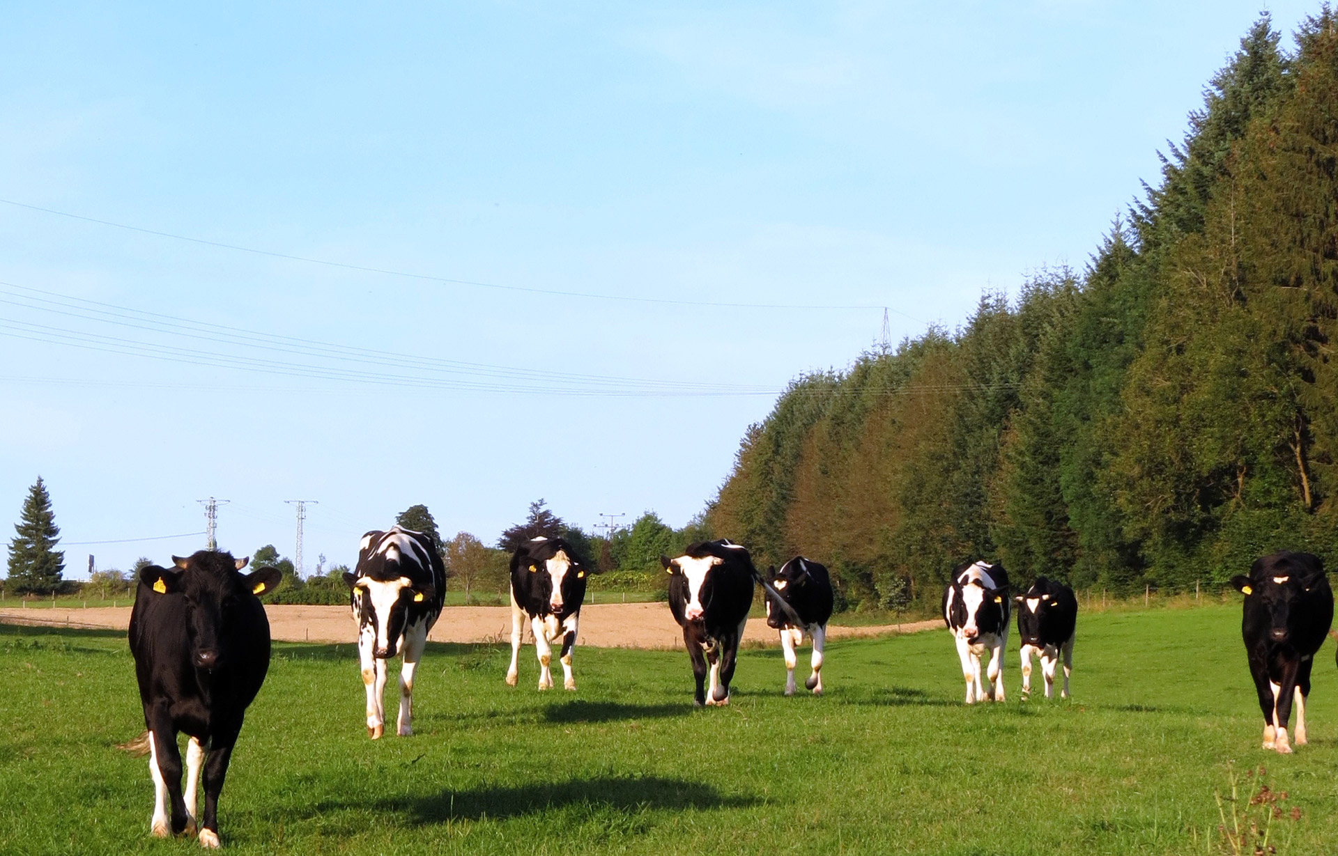 Effective Cow Proof Deer Feeders