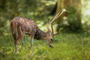 Using Deer Attractants & Feeders Effectively