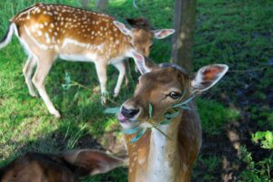 Seasonal Feeding Tips for Deer