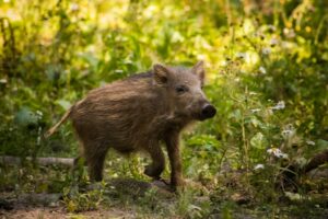 Making Your Deer Feeder Hog Proof