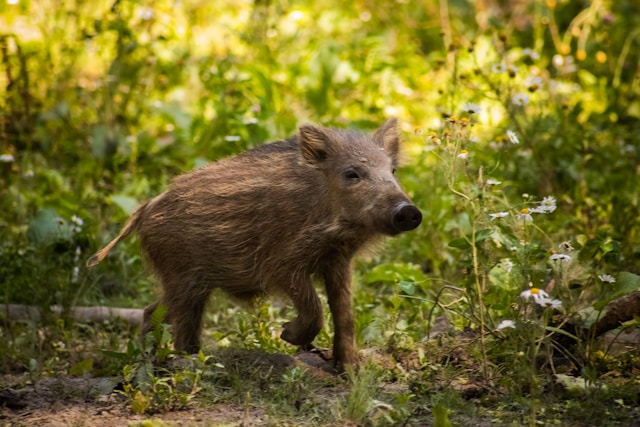 Making Your Deer Feeder Hog-Proof