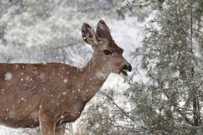 What to Feed Deer in Winter?