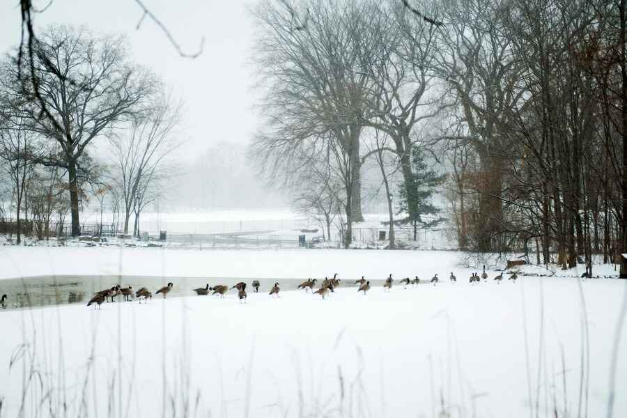 How to Winterize Your Automatic Fish Feeder